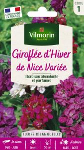 Giroflée d'Hiver de Nice Variée